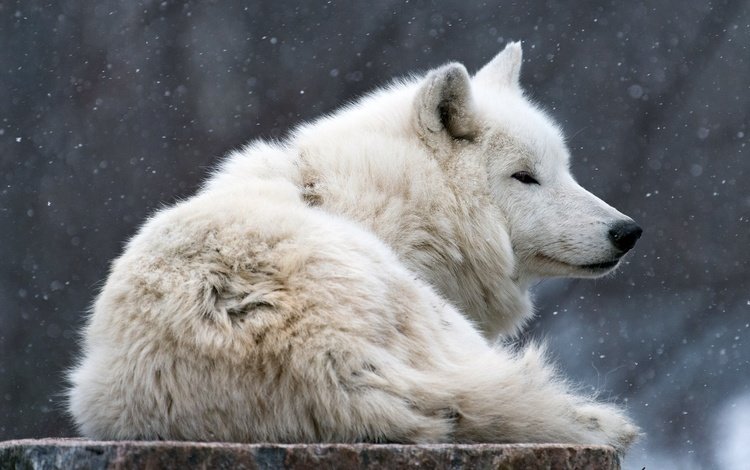 волк, морда, снегопад, снег, полярный, зима, шерсть, арктический, взгляд, белый, лежит, профиль, wolf, face, snowfall, snow, polar, winter, wool, arctic, look, white, lies, profile