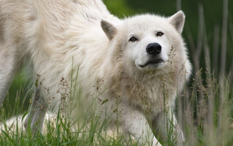 морда, трава, природа, взгляд, белый, волк, арктический волк, face, grass, nature, look, white, wolf, arctic wolf