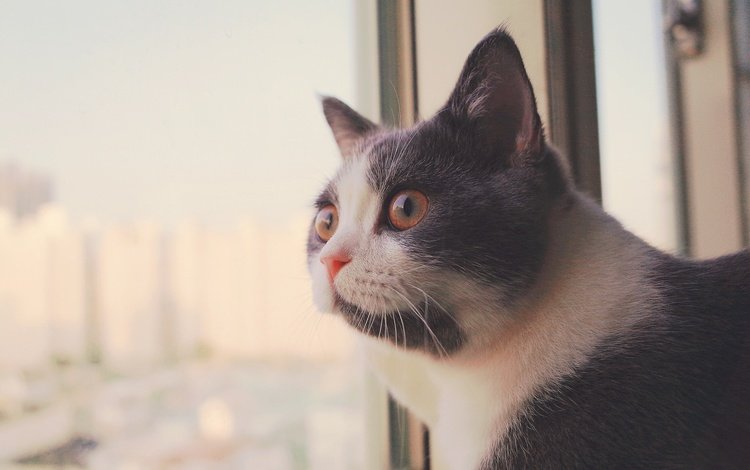 кот, мордочка, усы, кошка, взгляд, окно, cat, muzzle, mustache, look, window
