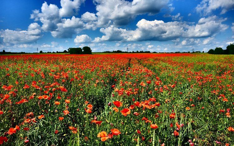 небо, цветы, облака, поле, горизонт, красные, маки, the sky, flowers, clouds, field, horizon, red, maki