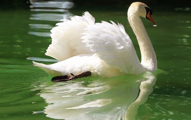 отражение, крылья, водоем, птица, лебедь, шея, reflection, wings, pond, bird, swan, neck