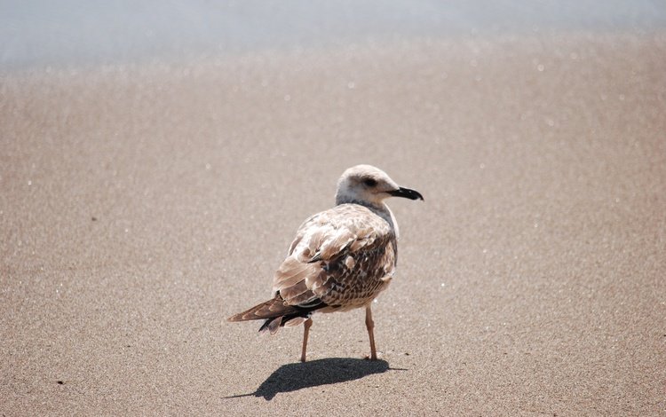 песок, чайка, птица, клюв, перья, sand, seagull, bird, beak, feathers