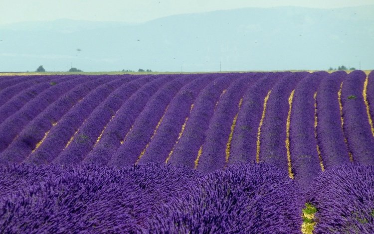 цветы, поле, лаванда, горизонт, франция, плантация, валансоль, flowers, field, lavender, horizon, france, plantation, valensole