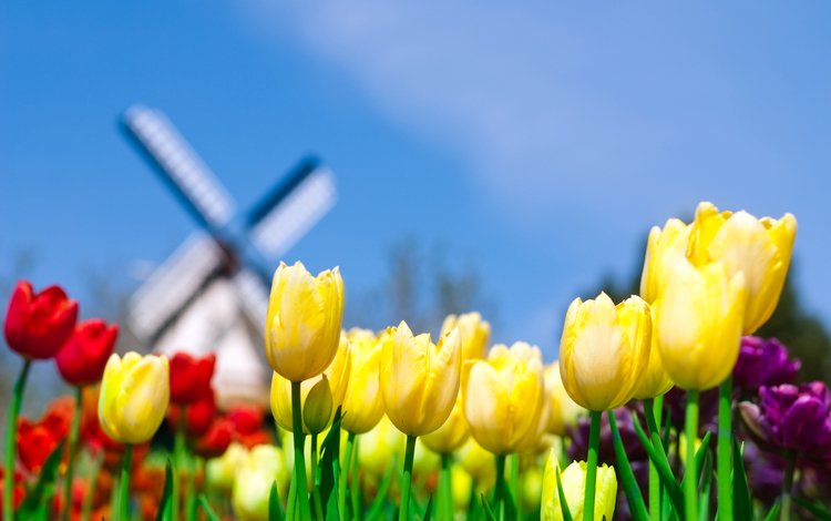 небо, поле, мельница, тюльпаны, нидерланды, голландия, the sky, field, mill, tulips, netherlands, holland