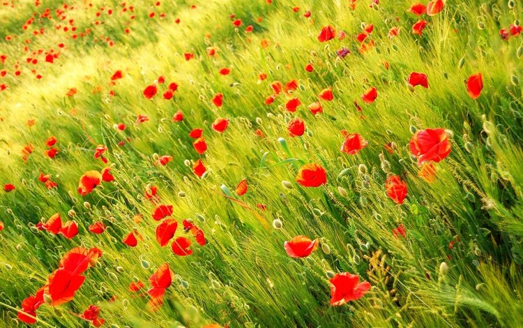 цветы, трава, природа, поле, лепестки, красные, маки, луг, flowers, grass, nature, field, petals, red, maki, meadow