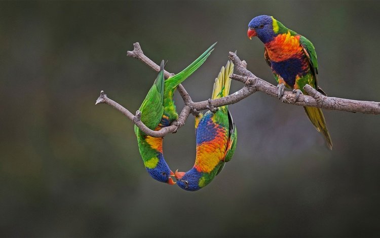 птица, австралия, попугай, радужный лорикет, многоцветный лорикет, bird, australia, parrot, rainbow lorikeet, multicolor lorikeet