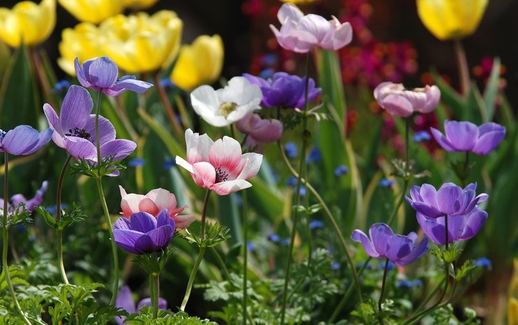 цветы, лепестки, разноцветные, анемоны, ветреница, flowers, petals, colorful, anemones, anemone