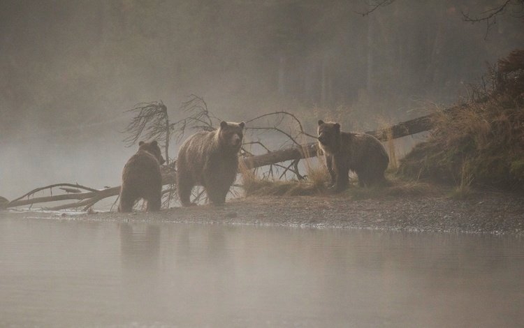 река, дерево, утро, медведи, медведица, медвежата, river, tree, morning, bears, bear