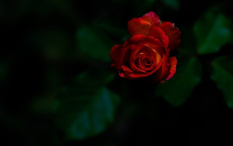 цветок, роза, бутон, темный фон, красная роза, flower, rose, bud, the dark background, red rose