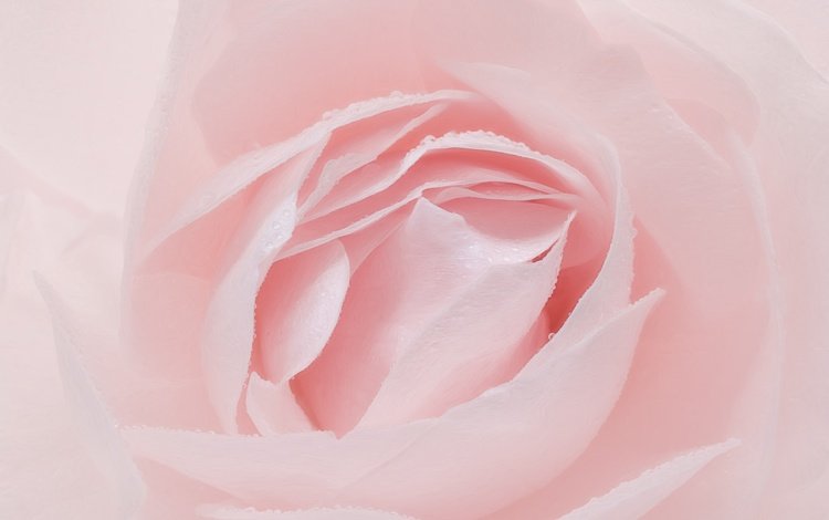 макро, цветок, роза, лепестки, розовый, macro, flower, rose, petals, pink