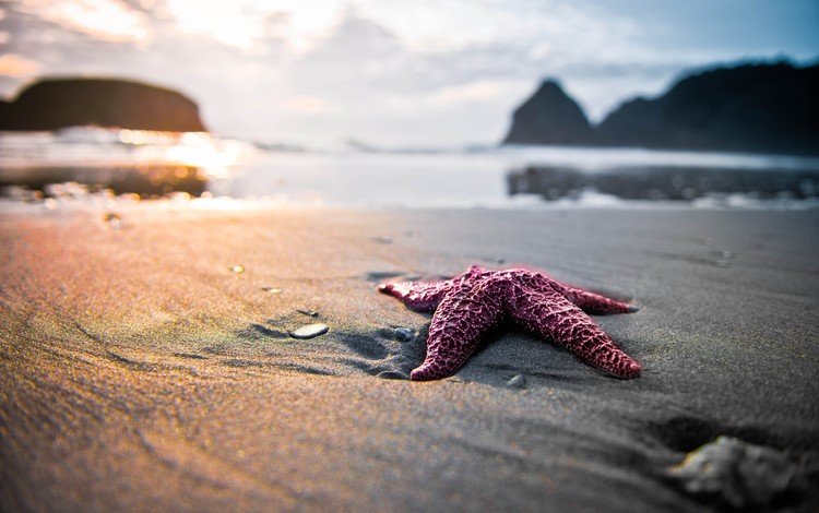 скалы, берег, море, песок, пляж, блики, морская звезда, rocks, shore, sea, sand, beach, glare, starfish