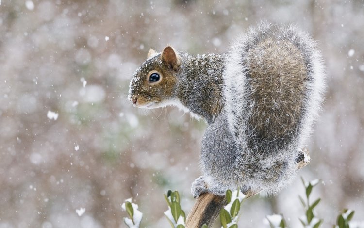 снег, мордочка, взгляд, белка, хвост, белочка, snow, muzzle, look, protein, tail, squirrel