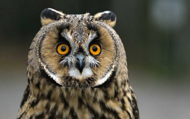 сова, фон, взгляд, птица, клюв, перья, ушастая сова, owl, background, look, bird, beak, feathers, long-eared owl