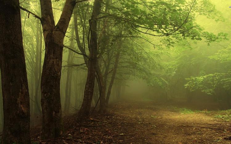 свет, деревья, лес, туман, дорожка, ветки, дымка, чаща, light, trees, forest, fog, track, branches, haze, thicket