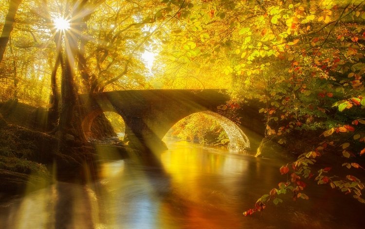 свет, осень, деревья, река, солнце, лес, лучи, парк, мост, light, autumn, trees, river, the sun, forest, rays, park, bridge