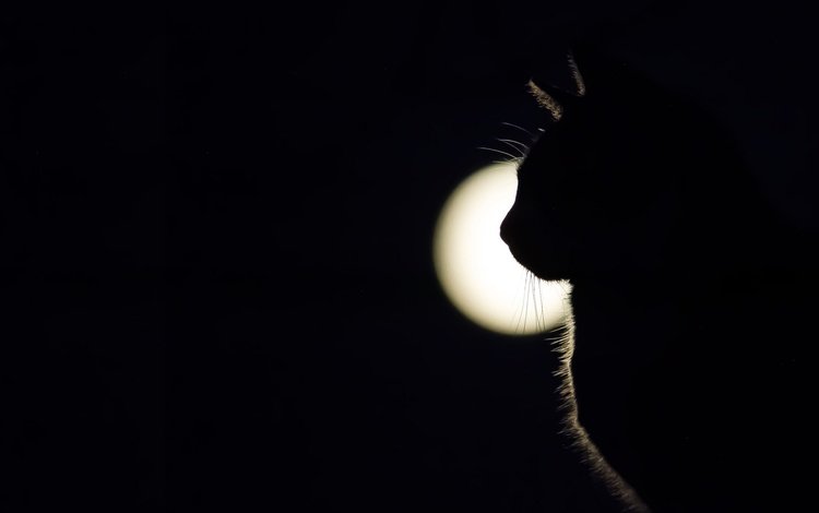 свет, кот, мордочка, кошка, взгляд, тень, профиль, light, cat, muzzle, look, shadow, profile