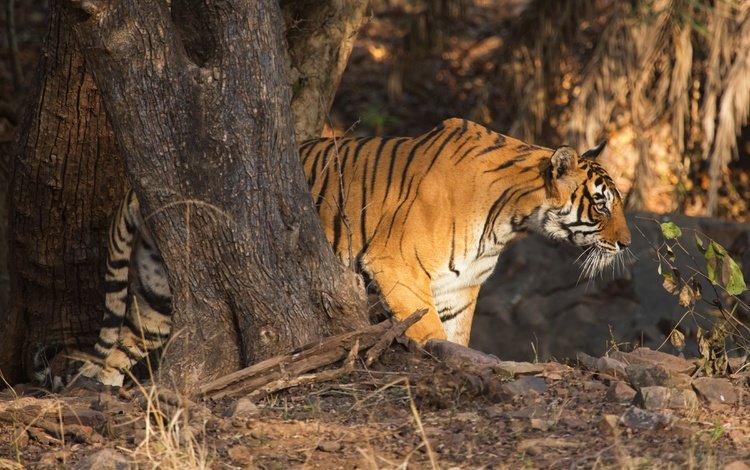 тигр, дерево, хищник, профиль, дикая кошка, tiger, tree, predator, profile, wild cat