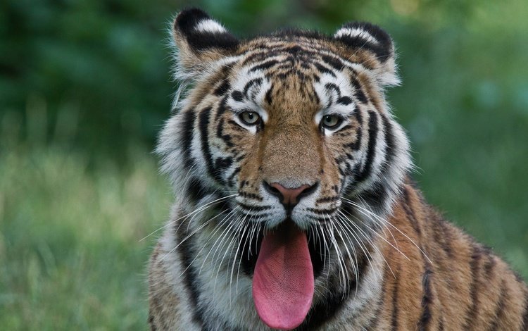 тигр, морда, хищник, язык, tiger, face, predator, language