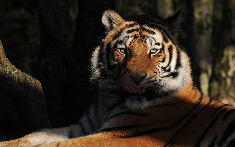тигр, морда, взгляд, хищник, язык, дикая кошка, tiger, face, look, predator, language, wild cat
