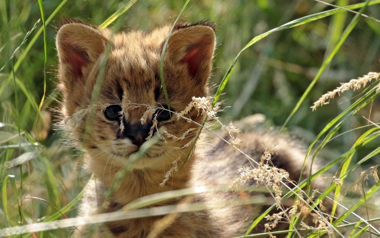 трава, мордочка, взгляд, хищник, малыш, дикая кошка, сервал, grass, muzzle, look, predator, baby, wild cat, serval
