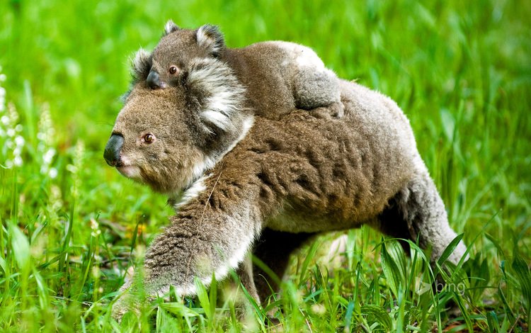 трава, природа, детеныш, медвежонок, коала, коалы, grass, nature, cub, bear, koala, koalas