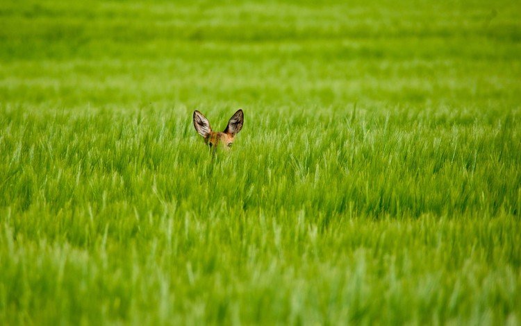 трава, олень, взгляд, размытость, уши, олененок, grass, deer, look, blur, ears, fawn