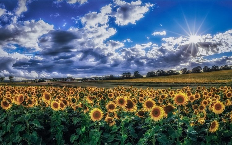 небо, облака, утро, поле, лето, подсолнухи, желтые цветы, the sky, clouds, morning, field, summer, sunflowers, yellow flowers