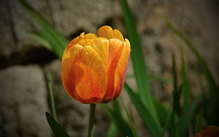 цветок, капли, лепестки, весна, тюльпан, flower, drops, petals, spring, tulip