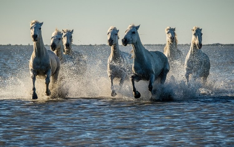 вода, закат, брызги, лошади, кони, стадо, water, sunset, squirt, horse, horses, the herd