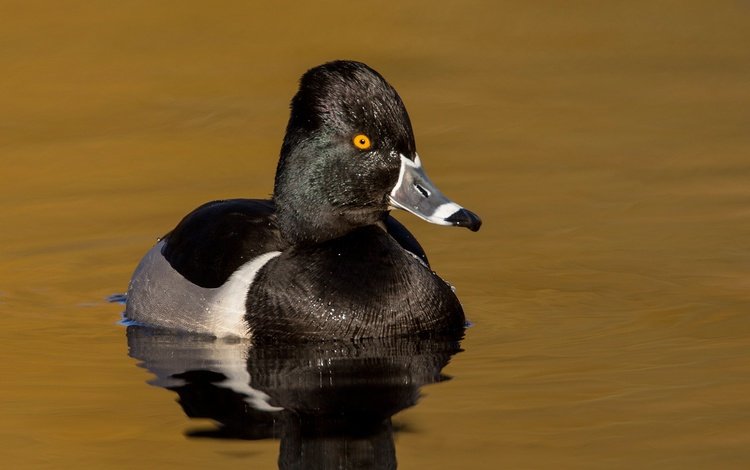 водоем, птица, клюв, утка, ошейниковая чернеть, pond, bird, beak, duck, tufted duck collared