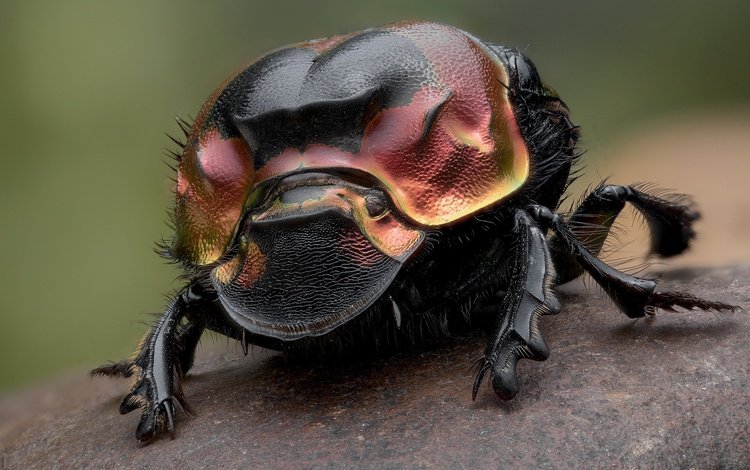 жук, насекомое, лапки, навозник, beetle, insect, legs, dung beetle