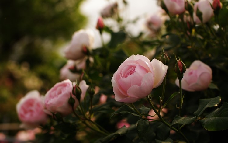 цветы, бутоны, листья, розы, лепестки, розовый куст, flowers, buds, leaves, roses, petals, rose bush