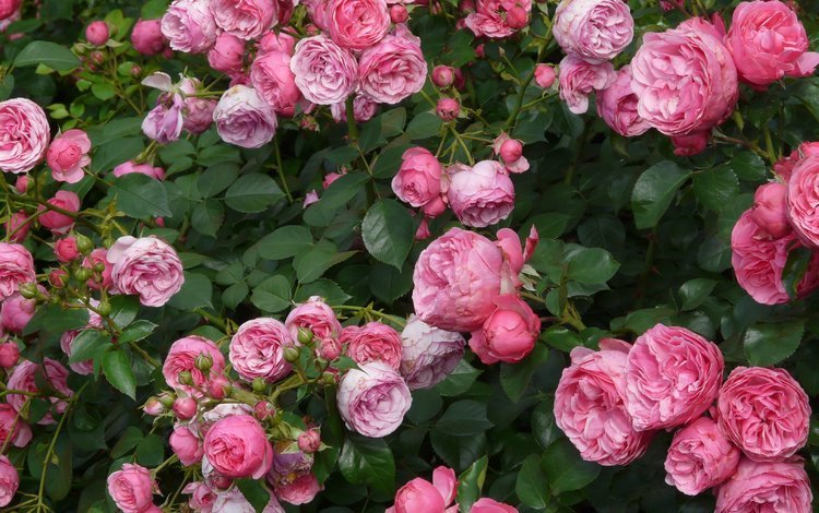 цветы, бутоны, лепестки, розовые, куст, чайная роза, flowers, buds, petals, pink, bush, tea rose