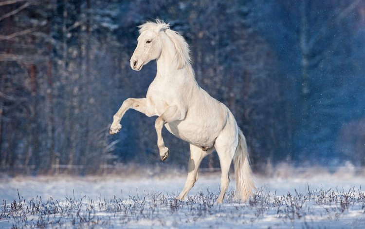 лошадь, снег, зима, конь, грива, жеребец, horse, snow, winter, mane, stallion