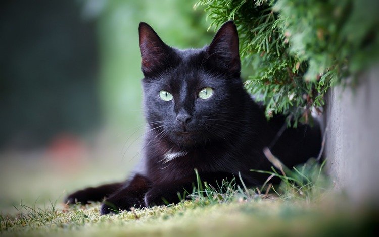 глаза, фон, кот, усы, кошка, взгляд, черный, eyes, background, cat, mustache, look, black