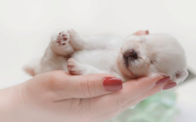 собака, спит, щенок, руки, малыш, шпиц, dog, sleeping, puppy, hands, baby, spitz