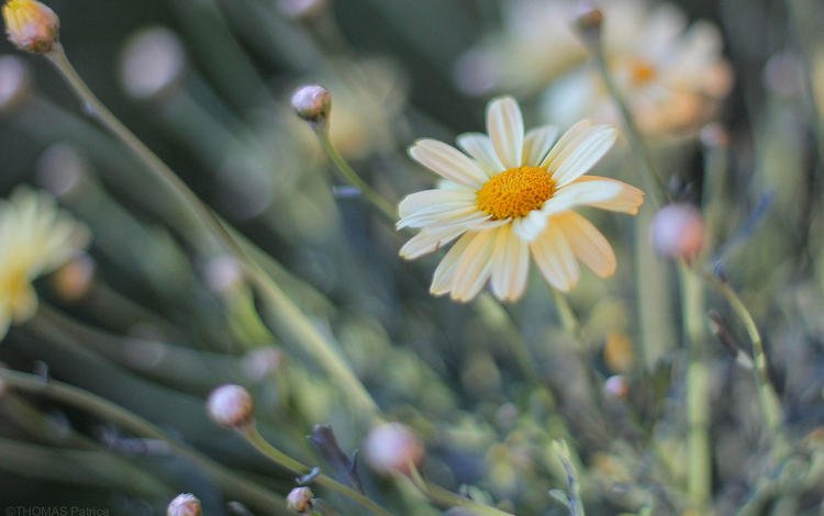 цветы, размытость, ромашки, patrice thomas, flowers, blur, chamomile