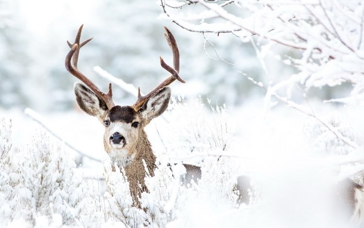 снег, лес, олень, зима, ветки, иней, рога, snow, forest, deer, winter, branches, frost, horns
