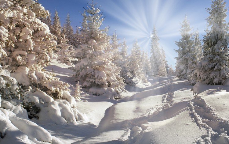 небо, деревья, снег, природа, лес, зима, the sky, trees, snow, nature, forest, winter