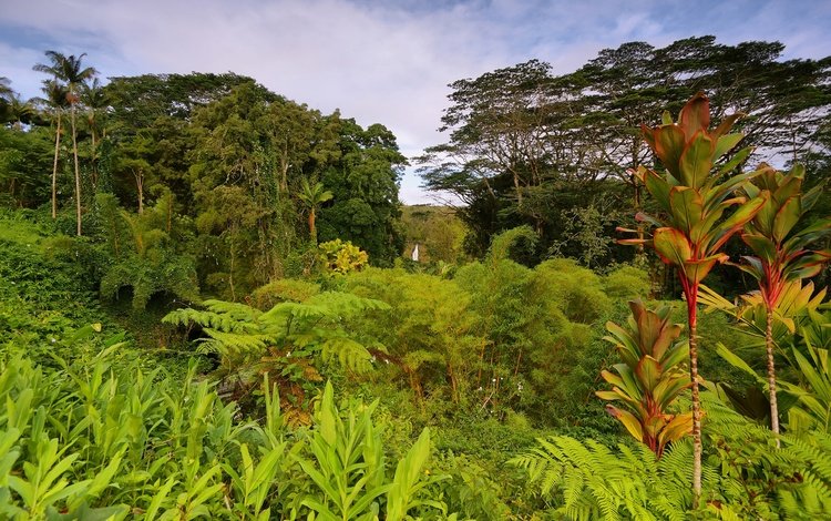 деревья, зелень, кусты, пальмы, сша, тропики, джунгли, гавайи, trees, greens, the bushes, palm trees, usa, tropics, jungle, hawaii