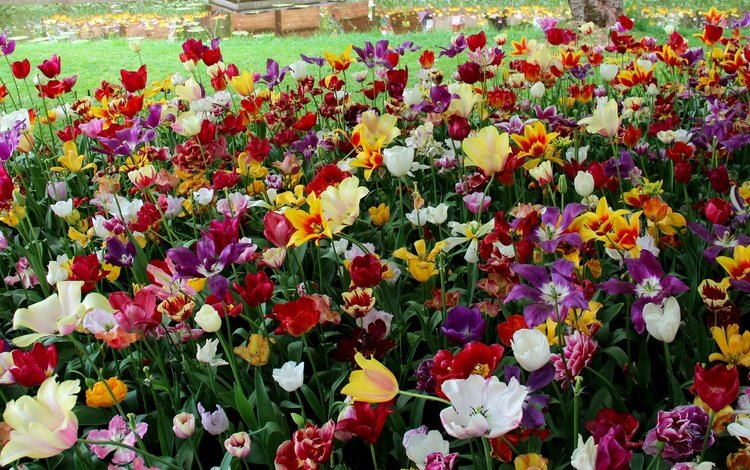 цветы, тюльпаны, нидерланды, голландия, keukenhof, flowers, tulips, netherlands, holland