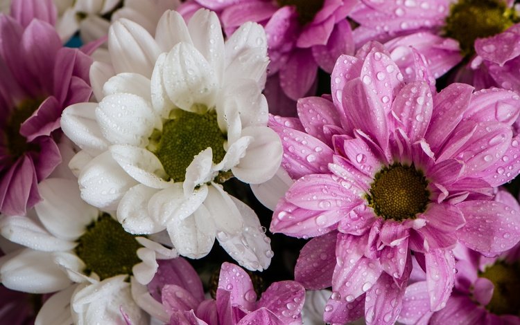 цветы, капли, лепестки, розовые, белые, хризантемы, flowers, drops, petals, pink, white, chrysanthemum