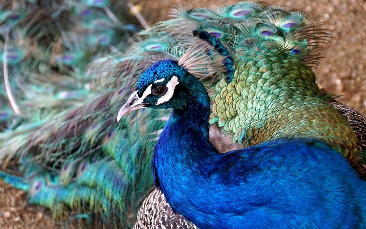 птица, клюв, павлин, перья, bird, beak, peacock, feathers