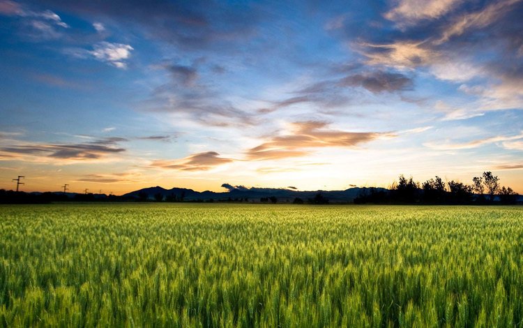 небо, облака, поле, горизонт, колосья, пшеница, the sky, clouds, field, horizon, ears, wheat