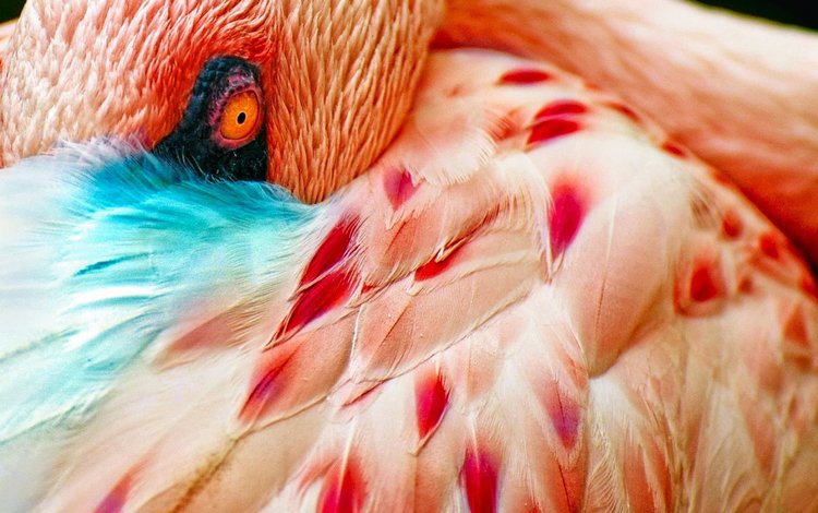 макро, фламинго, птица, перья, глаз, macro, flamingo, bird, feathers, eyes