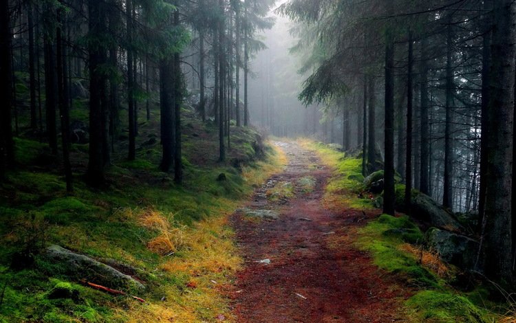 дорога, деревья, лес, туман, тропинка, road, trees, forest, fog, path