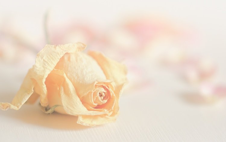 цветок, роза, лепестки, размытость, бутон, flower, rose, petals, blur, bud