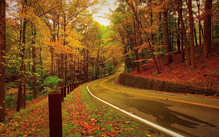 дорога, деревья, лес, листья, осень, road, trees, forest, leaves, autumn