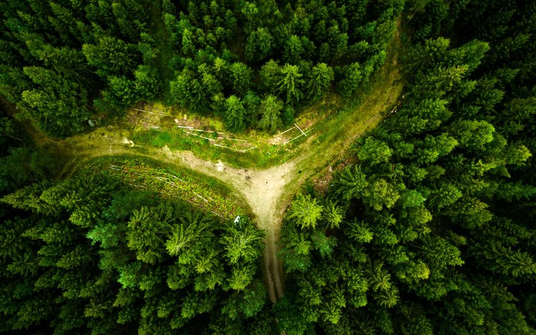 дорога, деревья, природа, лес, вид сверху, road, trees, nature, forest, the view from the top