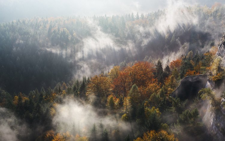 деревья, горы, лес, туман, осень, ущелье, trees, mountains, forest, fog, autumn, gorge